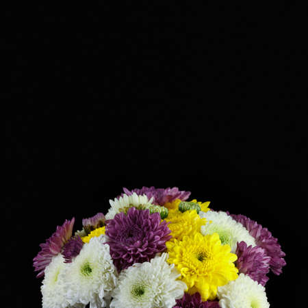 Chrysanthemum daisiesの写真素材