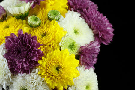 Chrysanthemum daisiesの写真素材