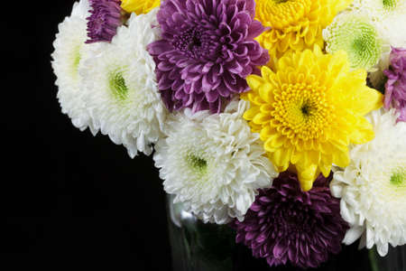 Chrysanthemum daisiesの写真素材