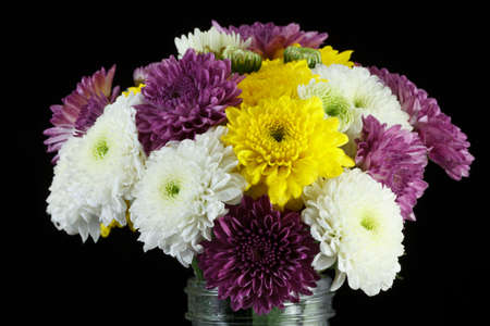 Chrysanthemum daisiesの写真素材