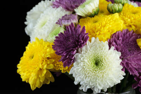 Chrysanthemum daisiesの写真素材