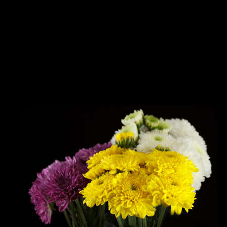 Chrysanthemum daisiesの写真素材