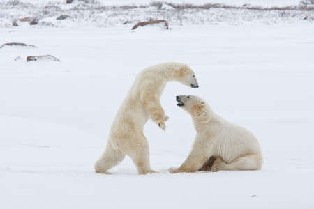 Polar bear, King of the Arcticの写真素材