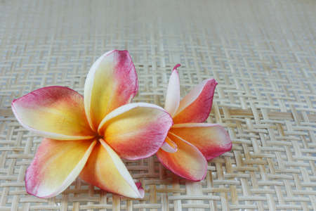 butterfly on many flowers の写真素材