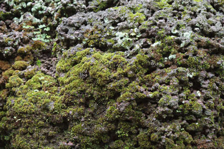 closeup old Stone Overgrown with Green Moss in forest