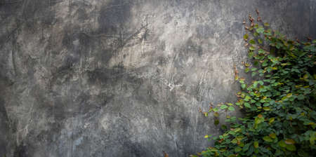 Green creeping fig plant on rustic loft concrete wall background.の写真素材