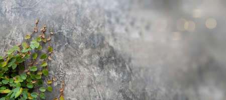 Green creeping fig plant on rustic loft concrete wall background.の写真素材