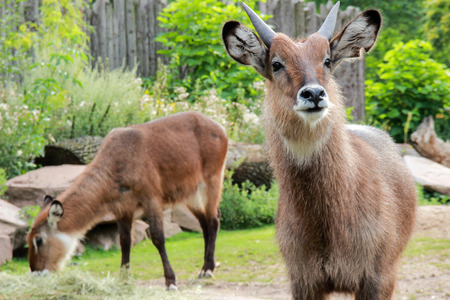 Japanese serow (goat) (Capricornis crispus)の写真素材