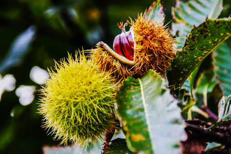 Chestnut (Castanea sativa)の写真素材