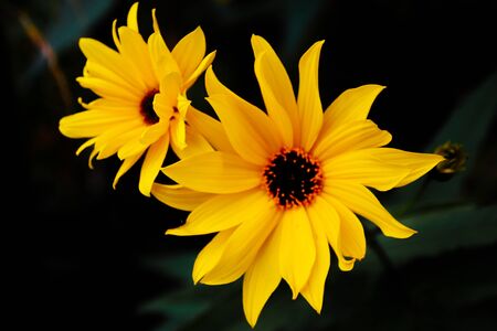 pretty yellow flower Coreopsis