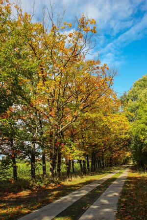 Country road in green with sunshineの写真素材