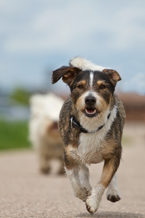 A mixed breed dog is running with a lot of fun on a road in the background a light blue sky の写真素材