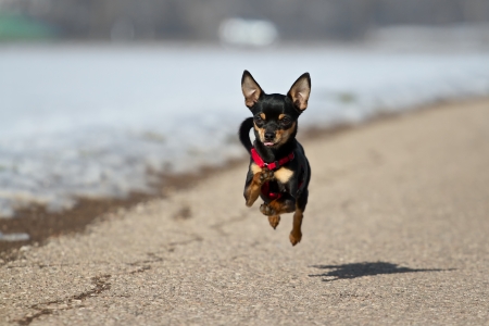 A Small Black Miniature Pinscher flying over the road の写真素材