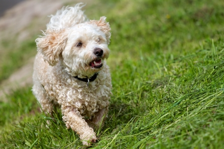 A wet Breed Dog Havanese - Poodle mix, running in a green field a high slope 