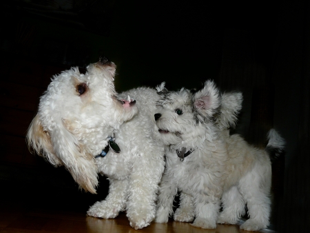 12 weeks old Havanese puppy plays like a crazy with a young mixed breed dogの写真素材