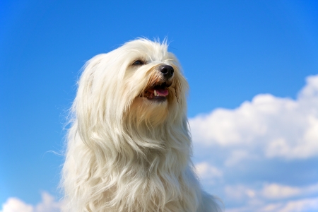 Bred Dog - Havanese sits proudly in front of a blue sky with a few clouds in the backgroundの写真素材