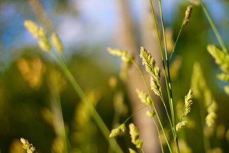 Green juicy grass in the foreground and in the background the rest of the field disappears into the blur の写真素材