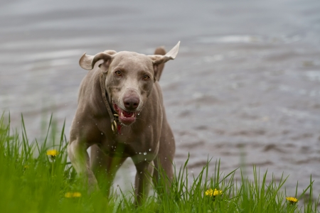 A hunting dog Tempest after bathing an Appendix high water in the background の写真素材