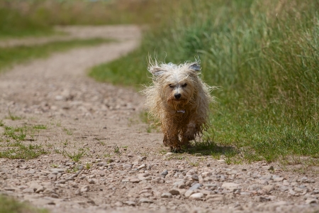 A dirty, wet dog running along a dirt road with flying fur juicy meadows in the background.の写真素材