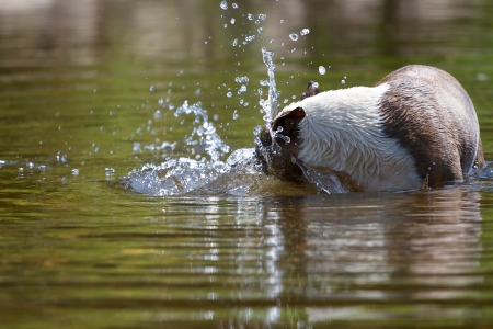 Mini bull terrier dips his head under water to fetch a ball の写真素材