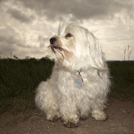 Havanese sitting in front of a cloudy sky on the way and looking to the side     