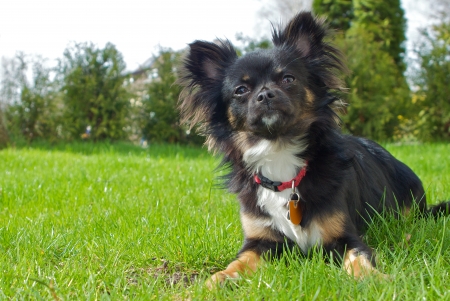 A Small Black Long Haired Chihuahua Sitting In The Meadow