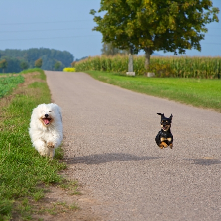 Two small dogs in the race, in the background of the road and fields 