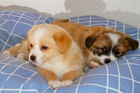 Two 6 week old puppies cuddling together on their dog blanket の写真素材