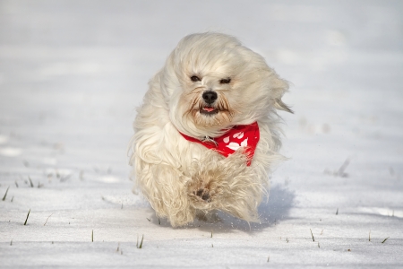 A small long-haired dog with a red scarf running through the snow の写真素材