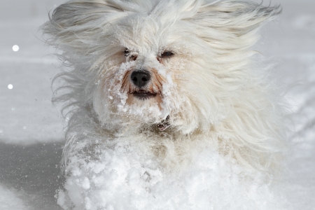 A dog runs through deep snow in the sunshine の写真素材