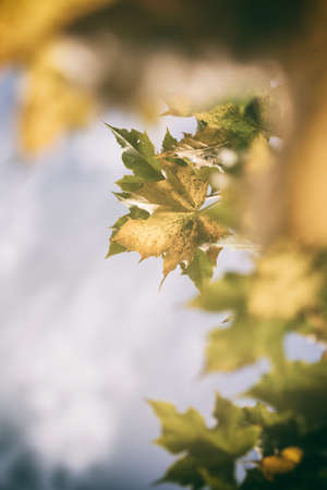 The autumn is noticeable, the leaves are turning and so many the mood  The picture is decorated in soft colors の写真素材