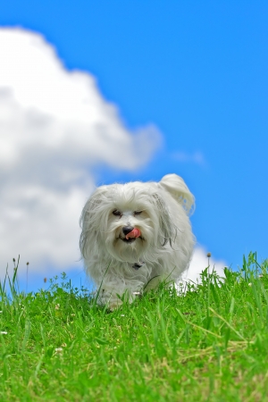 A long-haired dog from licking the mouth and comes to the photographer  In the background a bright blue summer sky の写真素材