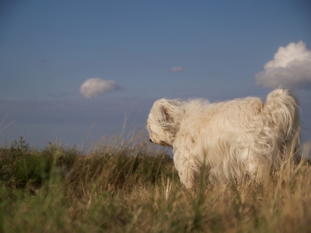 A Havanese stands in a field and turns away from the photographer and looks like a lonely and...