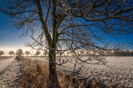 Central A tree displayed in a slightly snowy winter landscape, the sun is hiding behind the tree の写真素材