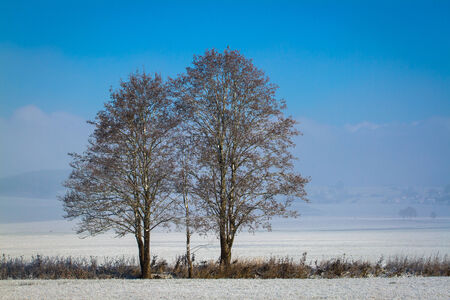 Two large trees standing protectively around a small tree in a winter landscape with blue sky の写真素材