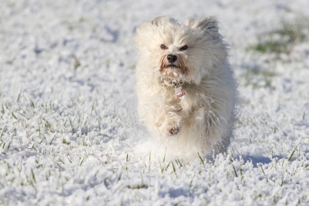 A Little White Havanese runs quickly through the snow の写真素材