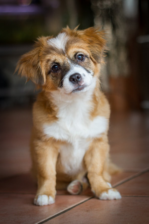 A Small mixed breed puppy sitting and looking very sweet with a slightly oblique held head into the cameraの写真素材