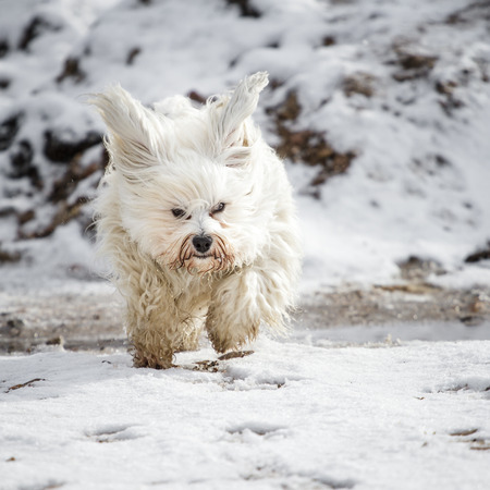Concentrated and quickly chasing a Little Havanese over the snow の写真素材