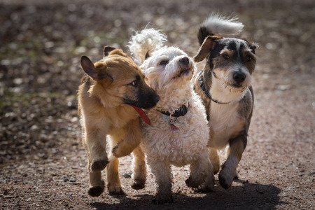The three dogs run playing together along a path の写真素材