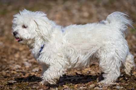 A Snow White Havanese Dogの写真素材