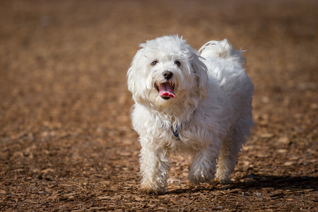 A snow white maltese on a brown path runningの写真素材