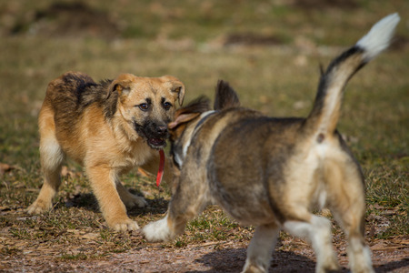 Two dogs wild game on a dog park, which is a a German Shepherd puppy the other a terrier   dachshund mix の写真素材