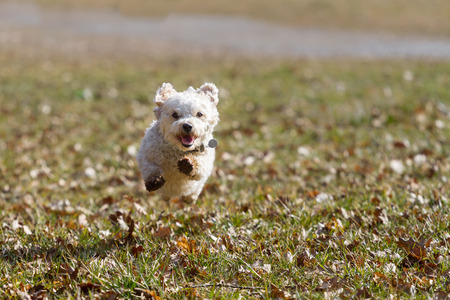 A Small white mongrel dog flying over a meadow