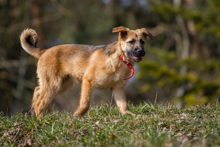 A German Shepherd puppy walks slowlyの写真素材