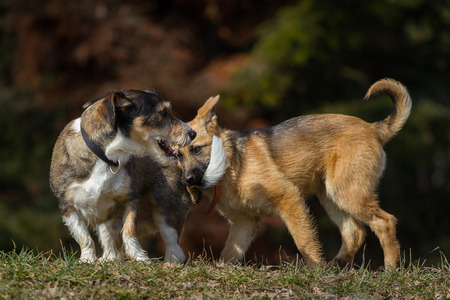 A German Shepherd puppy biting a hearty fellows in the tailの写真素材