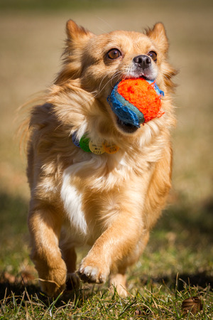 A small dog runs with a ball in his mouth happily through a meadow, games and fun in the sunshine の写真素材