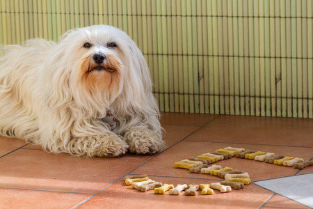 A Havanese is located on the balcony and out in front of him dogbone his age の写真素材