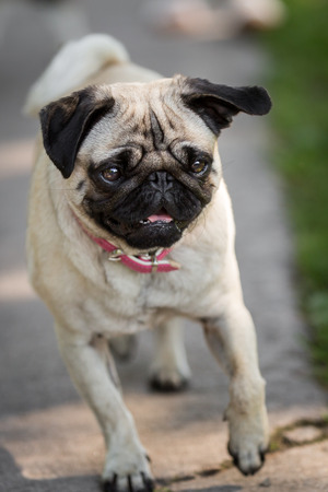 A running pug with shining eyes runs across the street to his neck he wears a pink collar の写真素材