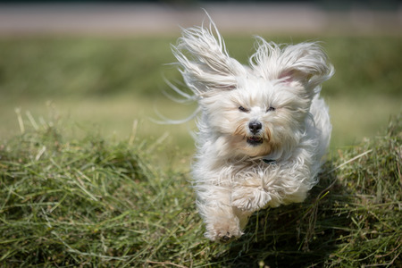 White long-haired Havanese flying over broken-coated hay and looks out directly in the camera の写真素材