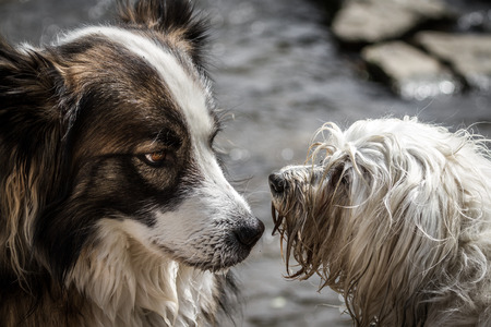 A mongrel dog and a Havanese dog will clarify who and when and where should the water  Man can see...